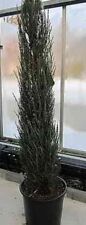 Juniperus scopulorum Blue Arrow - Raketenwacholder - blauer Zypressenwacholder -