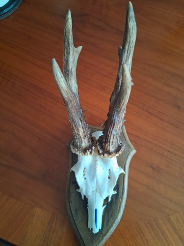 Rehgeweih jagdtrophäe auf - rehgeweih,