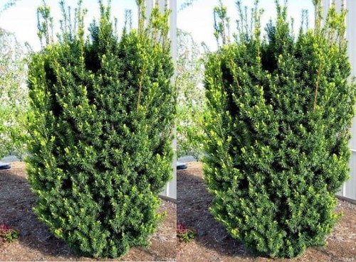 Hybrid eibe hicksii - hybrid-eibe, 'hicksii'