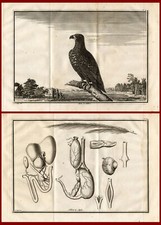 2 antike Drucke - ADLER -