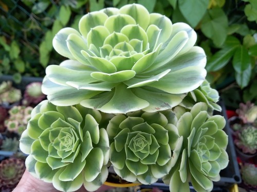 Aeonium green medusa - aeonium,