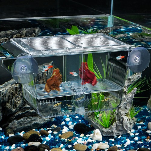 Aquarium fischbrutkasten - aquarium,