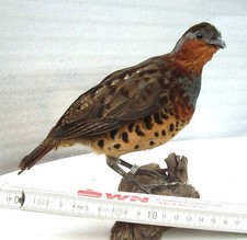 Schönes Präparat eines Bambushuhns, ausgestopft, Taxidermy, Präparat