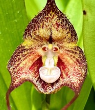 Dracula Species ´Hairy