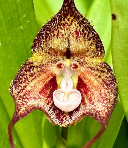 Dracula species hairy - species, ´hairy