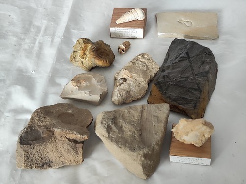 Tolle alte fossilien - 10,