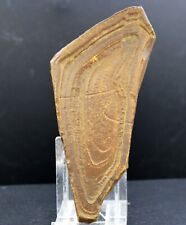 Tsesite 263 Gramm - Sahara, Algerien