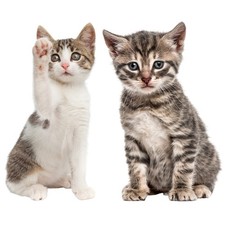 Katzen-Baby Aufkleber Set I 2