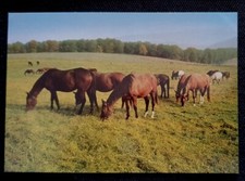 Pferdepostkarte, AK Pferde