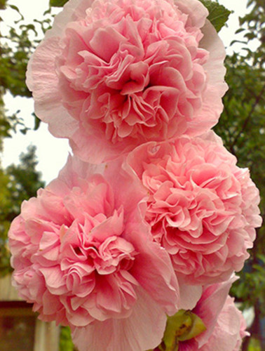 Samen stockrose rosa - samen,
