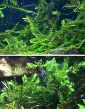 Quellmoos Schwimmpflanzen für den Teich Bachlauf Deko Gartenteich Wasserpflanzen