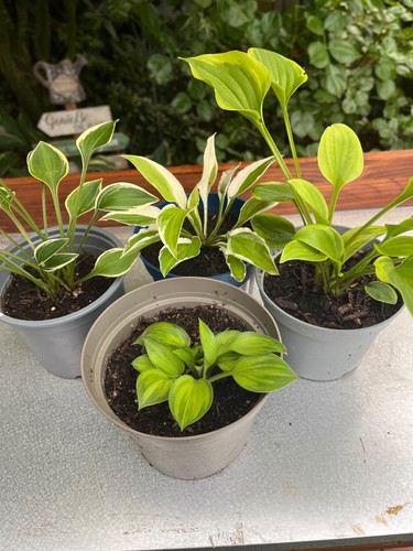 Funkien hosta - funkien,