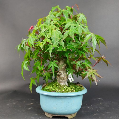 Bonsai fächerahorn acer - bonsai,