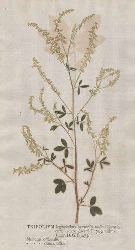 Melilotus steinklee klee - steinklee,