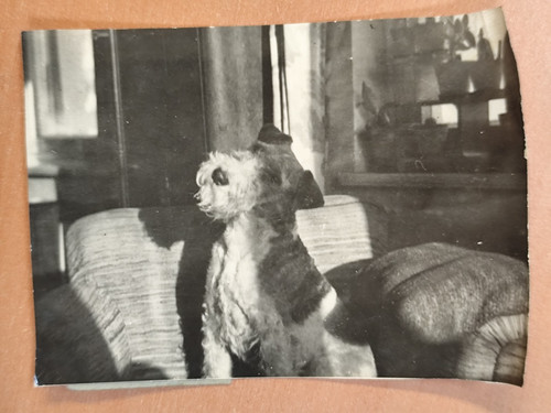 Foto fox terrier hund dog - hund, mf3