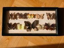 echte seltene präparierte