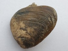 Top Neocrassina obliqua -