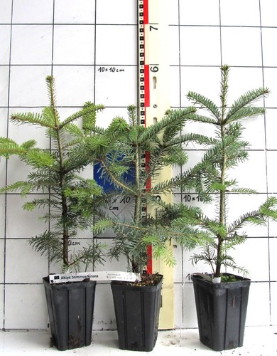 Abies bornmuelleriana - ,