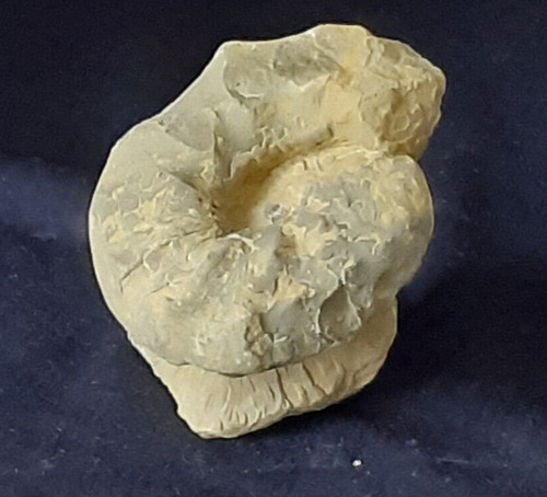 Ammonit ceratites praenodosus - ammonit,