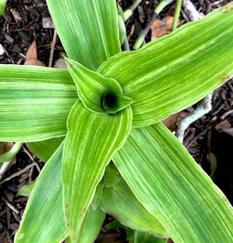 Callisia fragrans - callisia,