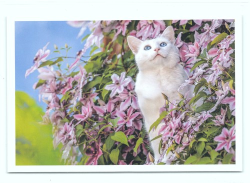Postkarte katze - ak,