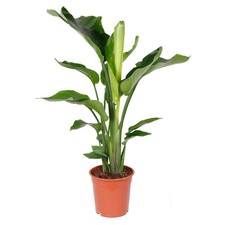 Strelitzia nicolai - nicolai,