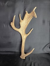 Hirschgeweih Hirschhorn