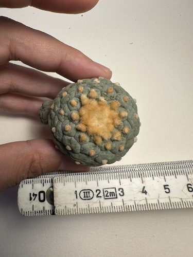 Ariocarpus 3köpfe - ariocarpus, lo.，3köpfe