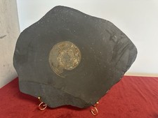 Großes Ammonit-Fossil im