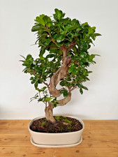 Bonsai Ficus microcarpa Nr 5239 pflegeleicht "Gummibaum" Anfänger geeignet