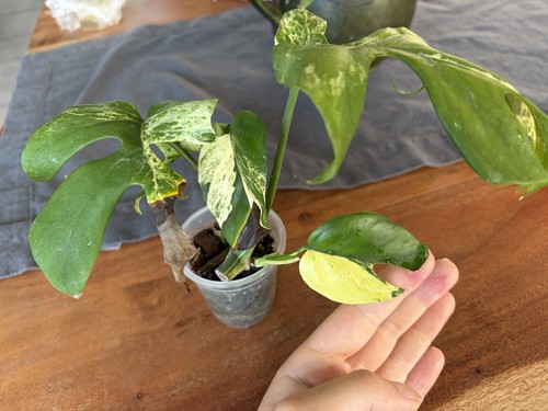 Rhaphidophora tetrasperma - rhaphidophora,
