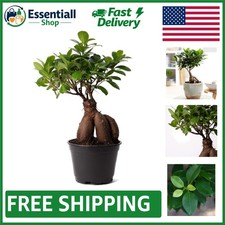 Unique 6-Inch Ficus Ginseng