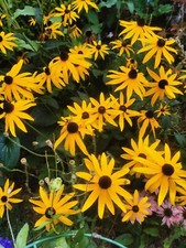 leuchtend gelber Sonnenhut Rudbekia Goldsturm Samen BLUMENSAMEN 100 St. 2024 a