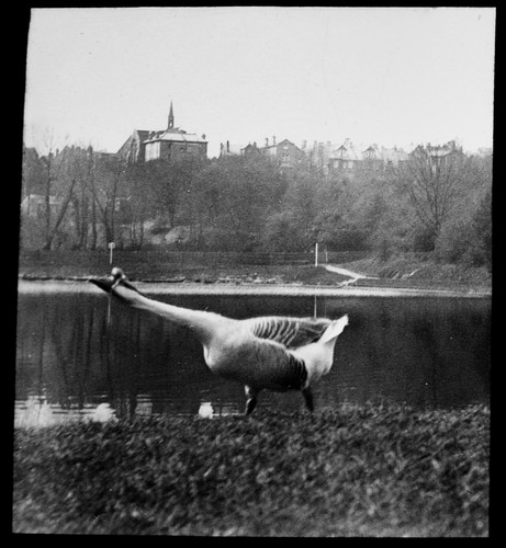 Magisches laternendia gans - laternendia,