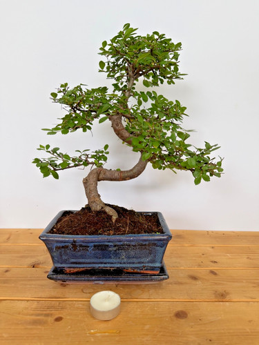 Bonsai chinesische ulme nr - bonsai,