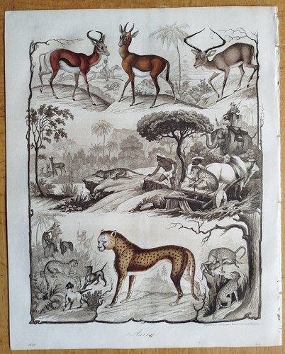 Jagd leopard antilope buch - jagd,