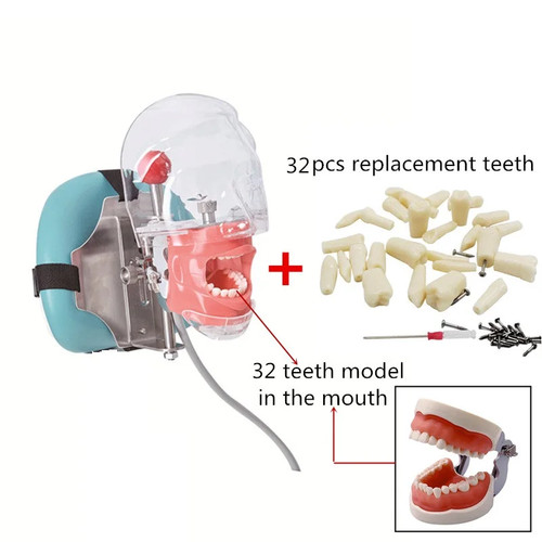 Dental simulator kopf modell - dental,