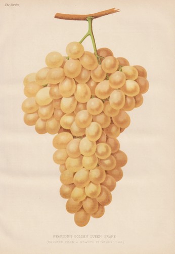 Wein grape vine weinrebe - grape,