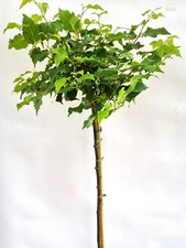 Kugel linde tilia - kugel, cordata