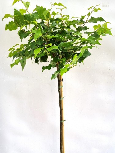 Kugel linde tilia cordata - -,