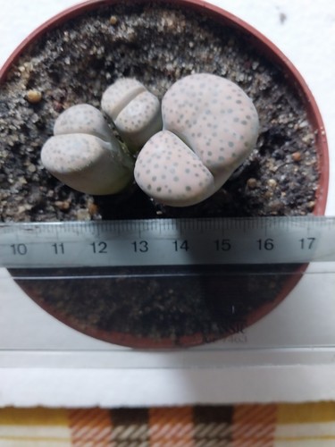 Lithops fulviceps var