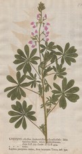 Lupinus lupinen lupin - lupinus,