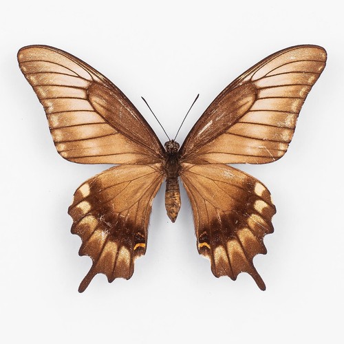 Papilio astyalus brown - papilio,