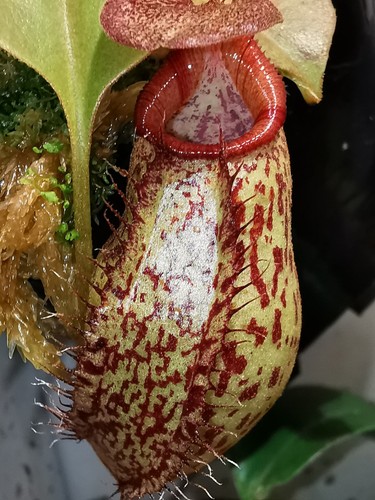 Nepenthes robcantleyi - , x