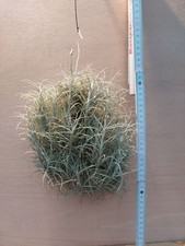 Tillandsia marconae clump - tillandsia, marconae,