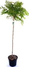 Robinie robinia - robinie,,