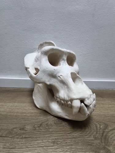 Xxl männlicher gorilla - xxl,