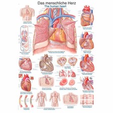 Erler zimmer anatomische - erler,