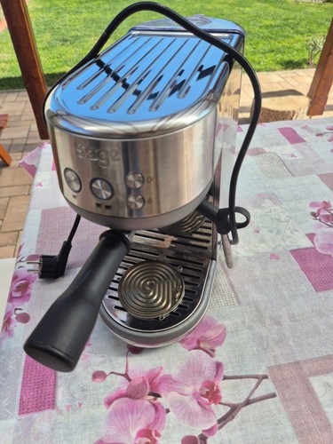 Sage the bambino - sage, 1560w
