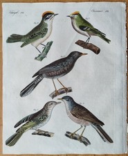 Singvögel Goldhähnchen -